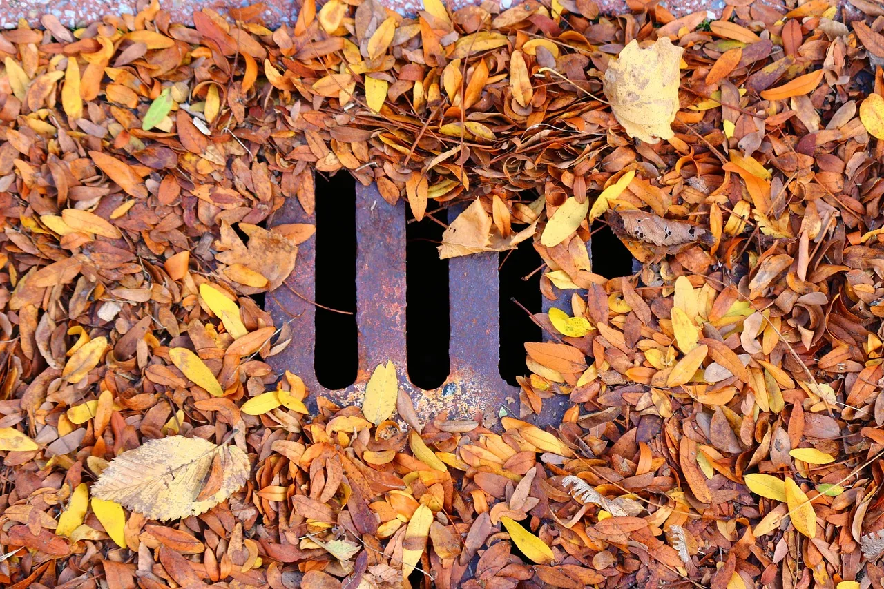 leaf, dead leaves, fall, sewer, drain, grid, nature, sheets, dead, october, orange, iron, sewer, sewer, sewer, sewer, sewer, drain, drain, drain. Sewer Backup Insurance Claim Canada: Contractor Workflow