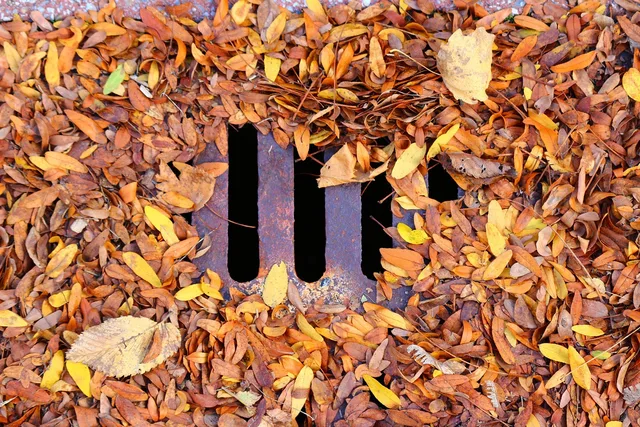 leaf, dead leaves, fall, sewer, drain, grid, nature, sheets, dead, october, orange, iron, sewer, sewer, sewer, sewer, sewer, drain, drain, drain. Sewer Backup Insurance Claim Canada: Contractor Workflow