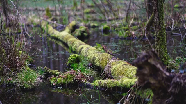 tree trunk, moss, lake, forest, reflection, storm damage, storm, waldsee, water, nature. Water Restoration Quote Template: Fields That Stop Disputes